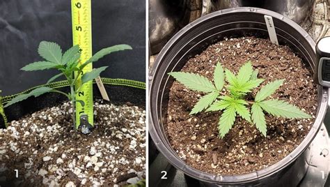 1 month old autoflower|growing autoflowers week after week.